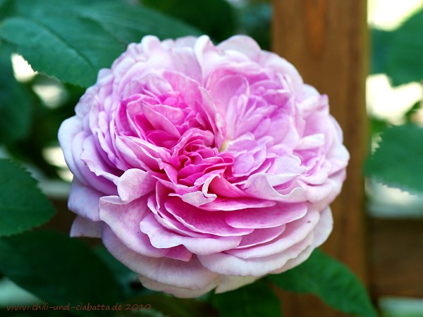 Duftende Rose