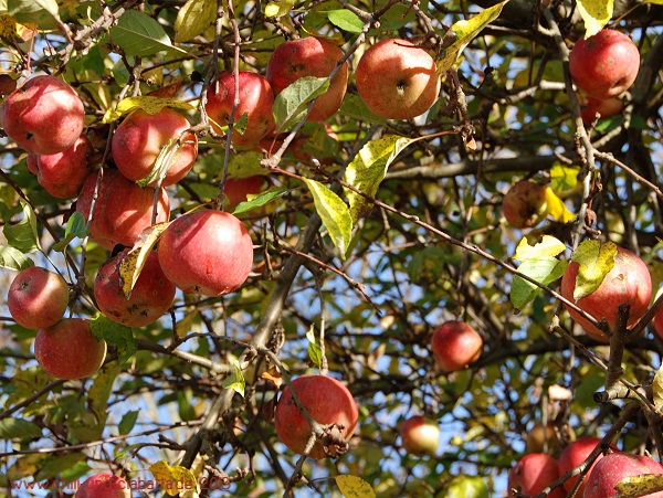 Äpfel Ida Red