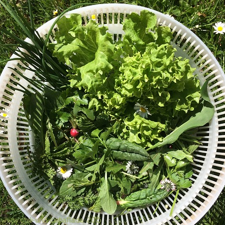 Kräutersalat quer durch den Garten