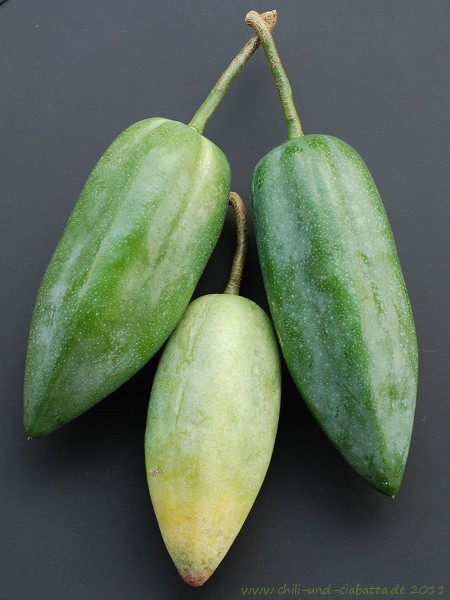 unreife Papayas