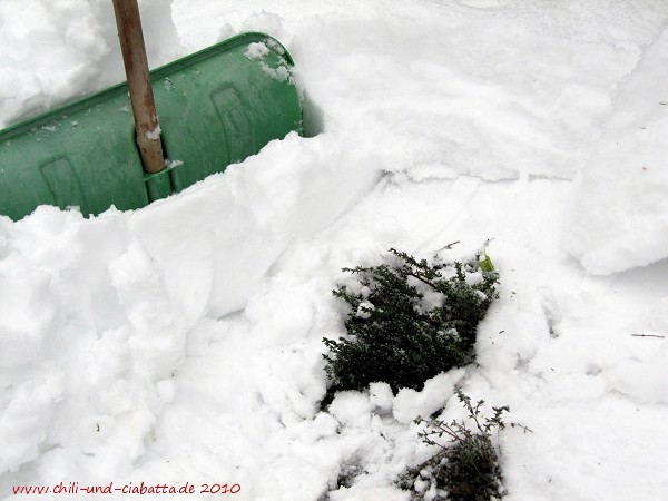 Thymian im Schnee